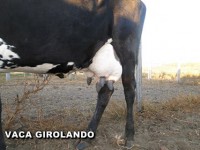 /album/vaca-girolando/vaca-girolando-1-jpg/